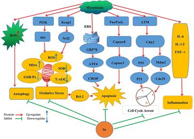 Protective and detoxifying effects conferred by selenium against mycotoxins and livestock viruses: A review